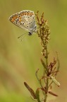 Altra piccolina