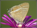 Farfalla su fiore
