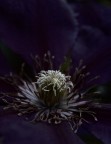 L'Eterna Lotta Fra Luce E Buio