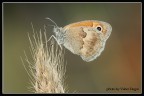 [valter] Semplici farfalle