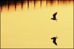 Volo dorato...