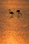 Fenicotteri al tramonto
