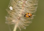 ...arancione...
