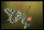 Papilio macaon