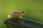 hyla in controluce