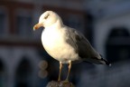 f/5.6 , 1/320 , ISO 100 , 240mm