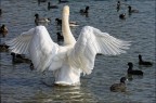 Fotografia realizzata al Lago di Varese 
Obiettivo: Canon EF 100-400mm f/4.5-5.6L IS 
 Alberto Zavattiero