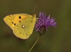 Colias crocea