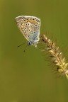 Polyommatus icarus