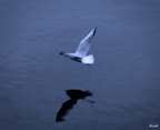 Nel Blu2