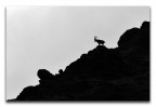 Silouette