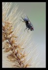 Moschina