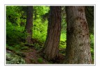 Nel Bosco...