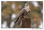 Falco lanario