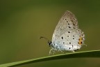 Cupido argiates