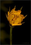 fiore