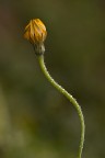 un fiore prezioso