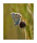 Aricia agestis