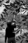 La raccolta delle olive