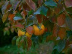 I colori dell'autunno (6)