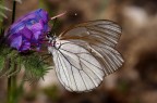 Aporia crataegi