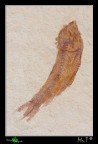 Pesce fossile