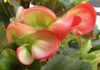 ...fiore