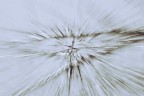 Mosso 04