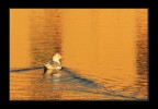 Oro liquido....