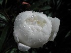 Fiore