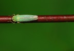 cicadella