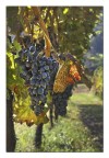 Voglia di vino