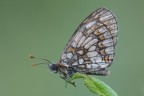 Mellicta athalia