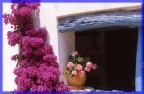 finestra fiorita (da diapo)