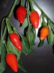 peperoncini