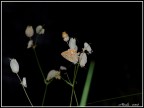 una farfalla che si riposa su un fiore .....e si mette in posa per una foto....