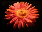 Fiore in nero