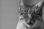 Miao