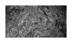 Veins of the wood