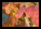 autunno