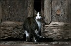 catz&amp;dogz - 4