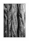 Bianco &amp; Nero con Legno Vivo