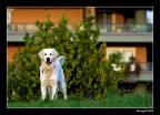 ...il mio amico fido...