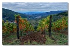 Vigne e nuvole 1