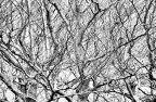 LeicaR6 + 180mm..ecc ecc.1/125 f4 kodak BW 400 CN
scanner HP a 300 dpi