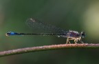la damigella delle perle