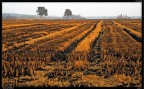 Risaie in Ottobre