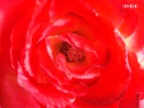 e` sfocatissima ma mi piace la potenza del colore e l`effetto che fa.