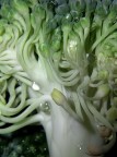 cavolfiore o...alieno?