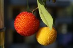 frutti d'autunno (intero)